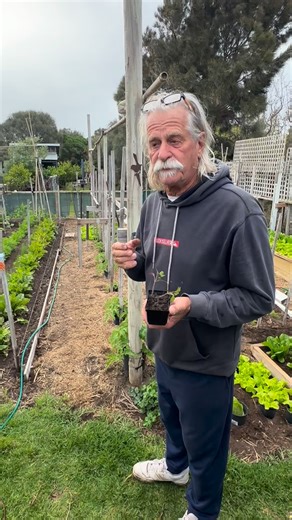 2.4K views · 40 reactions | Now’s the perfect time to plant Sammy’s giant tomato seeds. And there’re still around twenty more packs available if you wanna buy-if you’ve got questions, pop them in the comments, we’ll answer with Goldie over the next few weeks. If you follow @sammysseeds and tell us a funny tomato joke you could win some seeds. You buy the seeds @sammysseeds . | Save the Bees Australia | Facebook