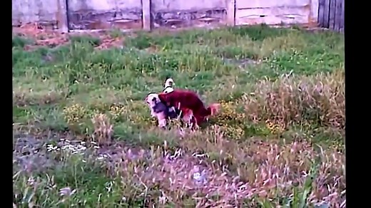 Hunde Paarung Mit Zwang - Tiere Paarung,Paarung Bei Tieren