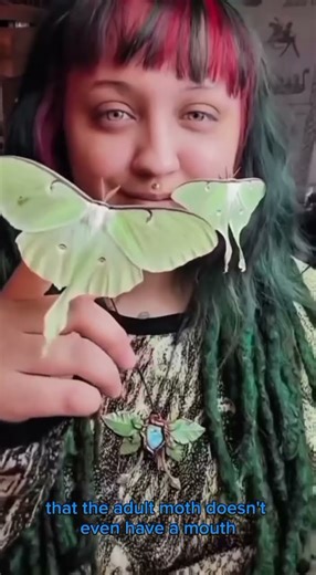 Luna Moth: The Most Magical Green Moth on Earth