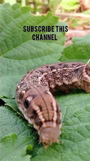 Caterpillar 🐛Elephant Hawk-Moth #naturelovers #nature #caterpillar #naturecreature #naturelover