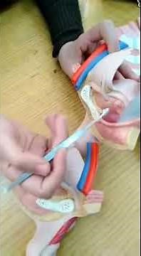 Section anatomy 3 part 4 Male genital system part 3