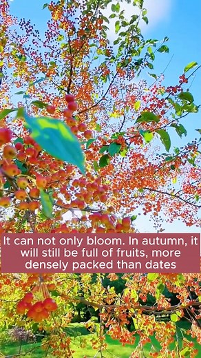 1.2K views · 14 reactions | How to grow begonia flowers #gardening #garden #gardeningtips #gardenlife #gardeninspiration #gardenideas #gardenlove #gardendesign #gardenersofinstagram #gardenersworld #garden_styles #gardenphotography #gardenlovers #gardenerslife #gardenart #gardenbeauty #gardensofinstagram #gardenplants #gardenviews #gardenersparadise #gardenista #gardeningcommunity #gardenloversclub #gardenaddict #gardeners #gardenerslife | Addicted Gardening | Facebook