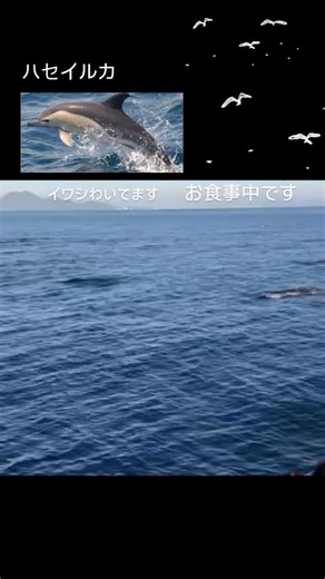 天草市イルカウォッチング 総合案内所 on Instagram: "#天草市イルカウォッチング総合案内所 #あまくさ #天草観光 #イルカウォッチング #イルカ #くまもと #天草イルカウォッチング #0969331616 #0969331616 #天草 #dolphinwatching １４時半 ハセイルカに出会えました。 奇跡的な瞬間 最高ですね〜 ハセイルカ群れもなかなか数が多かったです。 早くたんじろう🐬に会いたいよ〜"