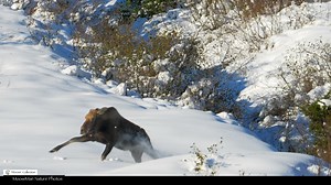 It’s only two weeks before departure for Alaska folks. Today we have a very special video to share that Libby recently produced. It is a treasure! It begins with our old friend Grumpy! Libby searched through a ton of footage searching for footage of moose having “hissy fits” as she calls it. We are grateful to have witnessed all these moments and very excited to be leaving in 12 days for AK trip #9. Let’s talk about this behavior. It’s difficult to completely understand these temper tantrums fro