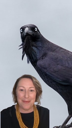 What raven is that? 🔊 SOUND ON! Here is how to master the art of raven identification. 🐦‍⬛ Thanks to @sean.dooley.birdman from @birdlifeoz for sharing his raven smarts in Ep31 of Weekend Birder podcast. Raven recordings: Australian Raven - Marc Anderson Little Raven - Friends of Black Hill Morialta Forest Raven - @ramitsingal Torresian Crow - James Lambert Little Crow - Nigel Jackett #ravens #australianbirds #birdsofaustralia #birdwatching | Weekend Birder