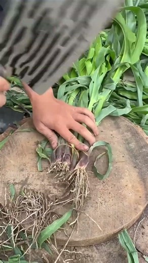 Corn Root & Leaf Cutting | Clean Trim #shorts #farming