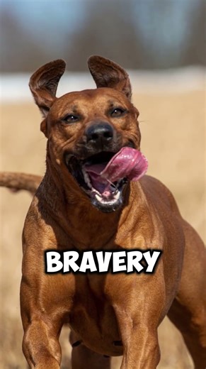 The Dog That Was Bred to Hunt LIONS… Yes, Lions