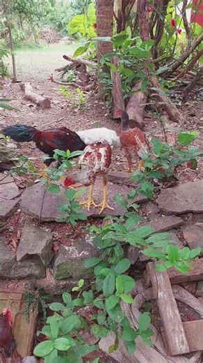 Happy Free-Range Chickens 🐔 Pure Nature Sounds #shorts