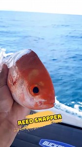 4 comments | Red Snapper is a popular food fish found in tropical and subtropical waters around the world. #fishing #fish #redsnapper #snapperfishing #saltwaterfishing | Fishing Hunter | Facebook