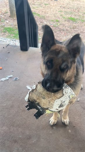 Our sweet Amazon driver attempted to bribe Loki with crackers.. but he hates treats 😂😂😂 Ball is LIFE | Adriene Nicole Roberts