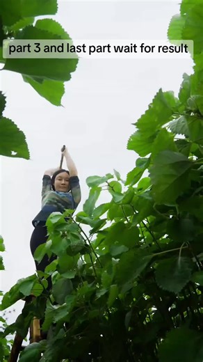 One Thread Connecting a Thousand Years of Craftsmanship — Intangible Heritage Ramie, Originating in the Han Dynasty and Flourishing in the Tang Dynasty, Meets Ancient Plant Dyeing to Showcase the Pure Gift of Nature and the Timeless Beauty of Eastern Culture | #IntangibleHeritage #PlantDye #TraditionalCraft #handicraft #handwork