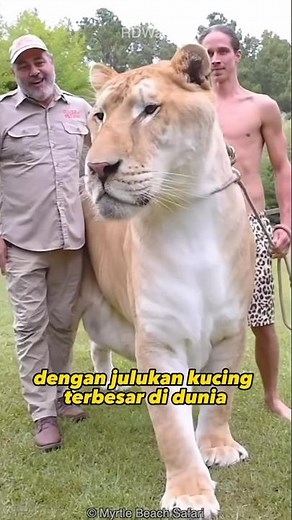 Ini Jadinya Kalo Singa dan Harimau Kawin | Liger