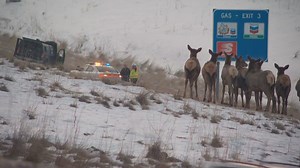 Utah drivers advised to expect larger wildlife on roads following several elk hit, killed