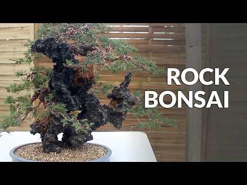 Creating a Rock Bonsai