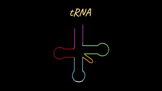 tRNA