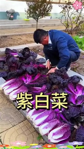 紫玉香妃大白菜种子蔬菜夏秋季快菜黄心白菜小青菜籽秋种白菜 #白菜种植