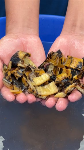 101K views · 1K reactions | Como usar las cascaras de banano para las plantas para mejorar su floracion | Fandreaito Plantas | Facebook