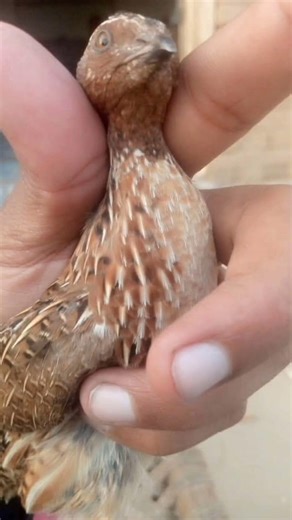 lovely common quail voice/Russian quail voice/Russian quail sound