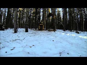 Wolverine release from live-trap. (c) Mike Jokinen.