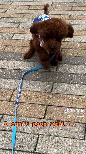 Understanding Your Puppy’s Pooping Struggles