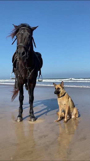 Join me on an adventure using the incredible @equilabapp! \t Today, I had an exhilarating gallop near the beach and made use of the Equilab app to calculate my horse speed@Equilab #horse #horses #equestrian #pony #horseriding #equine #pferd #dressage #equestrianlife #love #showjumping #horselove