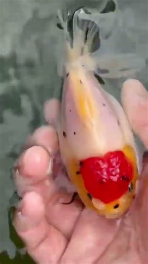 This dirty goldfish! Red hat with sesame pattern! Does anyone like it? #goldfish #koi #fish