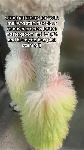 How do we think of the words being added and explaining the process? Should I do these more often or stick to no words? Comment and let me know! ☺️ #doggrooming #fyp #foryoupage