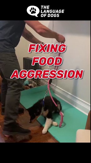 Understanding and Handling Dog Food Aggression Behavior