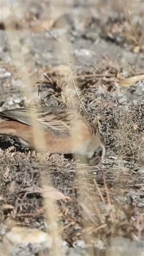 Morning Surprise! Special Rock Bunting Bird Spotted in Fresh Sunrise” #viral #youtubeshorts