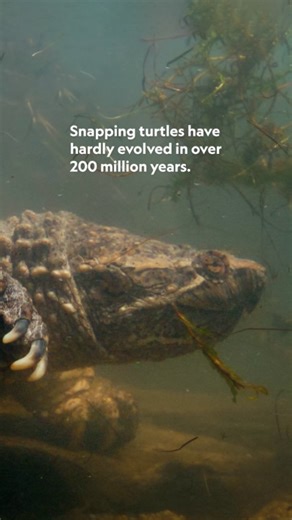 Not only are snapping turtles older than many dinosaurs, but researchers believe that over millions of years, they've adapted to use both the sun and Earth’s magnetic fields to navigate to their nesting sites. 🐢 #AmericasNationalParks is now streaming on Disney . | National Geographic Science