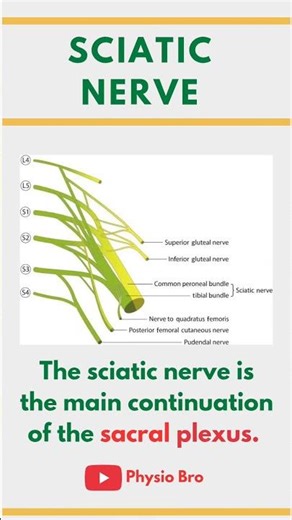 Sciatic nerve #anatomy #nerves #neuroscience #neurology #sciatica #physiotherapy #physiotherapist