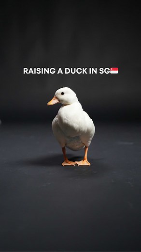 waddle I do without a duck… . . . #duck #ducks #duckling #ducklings #ducksofinstagram #pet #pets #petlovers #cuteanimals #petduck #callducks #sg #tiktoksg