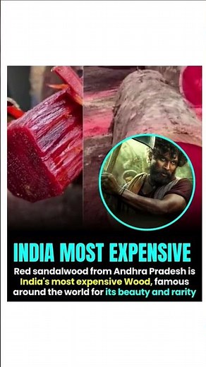 India’s Most Expensive Wood 🌳 | Why Red Sandalwood Is Worth Crores?