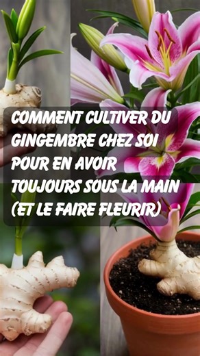 Comment cultiver du gingembre chez soi pour en avoir toujours sous la main (et le faire fleurir) | Recettes et Astuces maison
