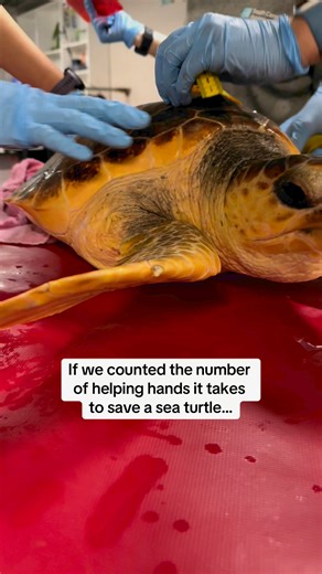 Become a Sea Turtle Guardian to join a collective of passionate sea turtle enthusiasts supporting the critical care we provide to sick and injured sea turtles in South Carolina. Learn more at scaquarium.org/guardian . . . #aquarium #southcarolinaaquarium #seaturtle #seaturtlerescue #rescuerehabrelease #wildliferehab #protectwhatyoulove All sea turtle conservation work is authorized by the SC Department of Natural Resources Marine Turtle Permit No. 2024-0004 | South Carolina Aquarium