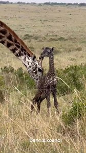 41K views · 1.4K reactions | Baby giraffe just minutes after birth!!! 殺漣 #giraffes #giraffe #giraffelove #giraffeconservation #wildlife #giraffebaby #babygiraffe #babyanimals | Wildfriends Africa | Facebook