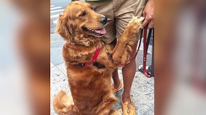 1.5M views · 147 reactions | WATCH: Meet the golden retriever giving...