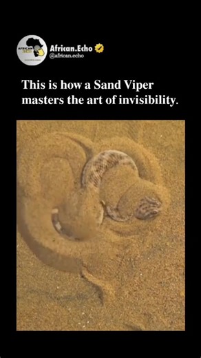 𝐓𝐇𝐄 𝐄𝐂𝐇𝐎 𝐅𝐑𝐎𝐌 𝐀𝐅𝐑𝐈𝐂𝐀 🗣️🎙️ on Instagram: "How the Sand Viper Becomes a Master of Invisibility Ever watched a predator vanish before your eyes? The sand viper doesn't just hide—it literally disappears into thin air, performing one of nature's most mesmerizing vanishing acts. Picture this: a deadly serpent lying exposed on scorching desert sand. Within seconds, it begins a hypnotic sidewinding dance, using specialized scales to shovel sand over its body. The viper rocks back and 