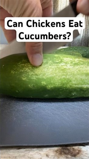 Can Chickens Eat Cucumbers?
