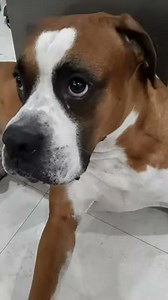 Biggest Boxer Dog |That's true love