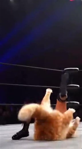 1, 2 KICKOUT! 😤 The closest Near Fall ever! #wwe #wrestlingfans316 #funnycats #wwewrestler #cwc