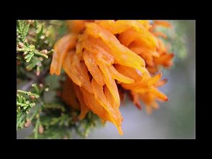 CEDAR APPLE RUST