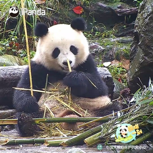 49K views · 2.3K reactions | The panda’s dining philosophy: slice first, chew later. Every bite is perfectly planned. (Chun Yu) #panda #foodie #HiPanda #PandaTime #CCRCGP #PandaLife For more panda information, please check out: https://en.ipanda.com | iPanda | Facebook