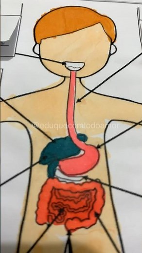 Sistema Digestório #atividadeinterativa #escola #ciência