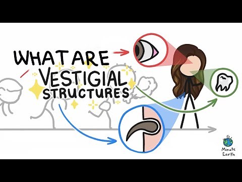 What are vestigial structures? And you have them?