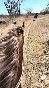 #trailriding #canter #equestrian #horsebackriding #quarterhorse #rockymountainhorse #horselove #fun