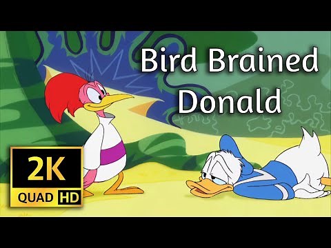 "Bird Brained Donald" from Mickey Mouse Works (2K Quad HD Upscale)