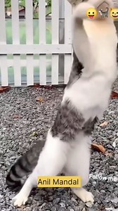 Cat fating comedy short 2 😛🐈😺😀😄😔🥺👍#fbreelsfypシ゚ #fb #comedy #comedyvideos #cutebaby #cat #catlover #comedyreels #animal #anilmandal | Anil Kumar Mandal