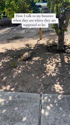 13K views · 437 reactions | The next level of bunny dogs. True FREE ROAMING. | Rabbit Pals | Facebook