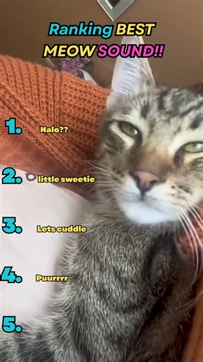 Ranking the Loudest and Most Unnecessarily Dramatic Cat Noises 📣😼 #catshorts #cat #funny #cuteanimal